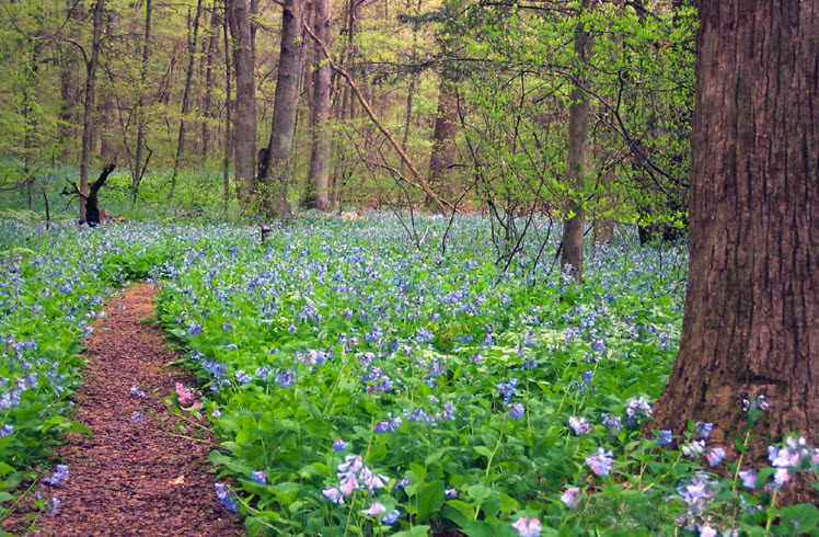Bowman's Hill Wildflower Preserve, United States